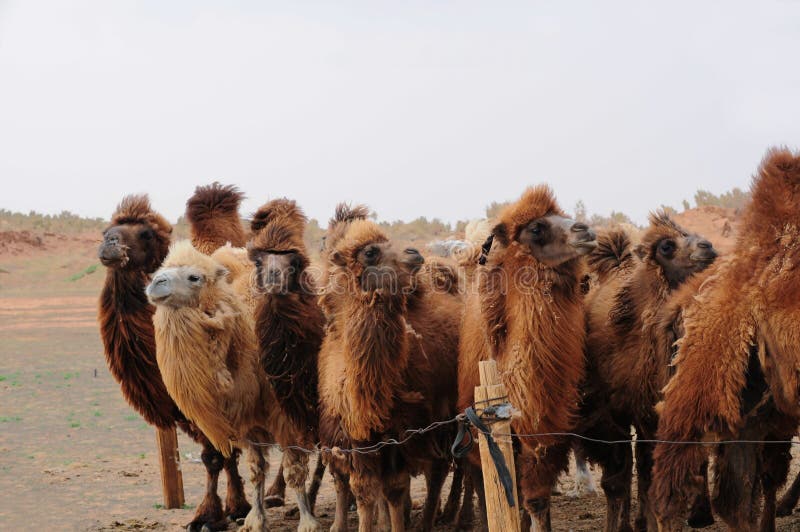 Mongolo cammelli deserto.