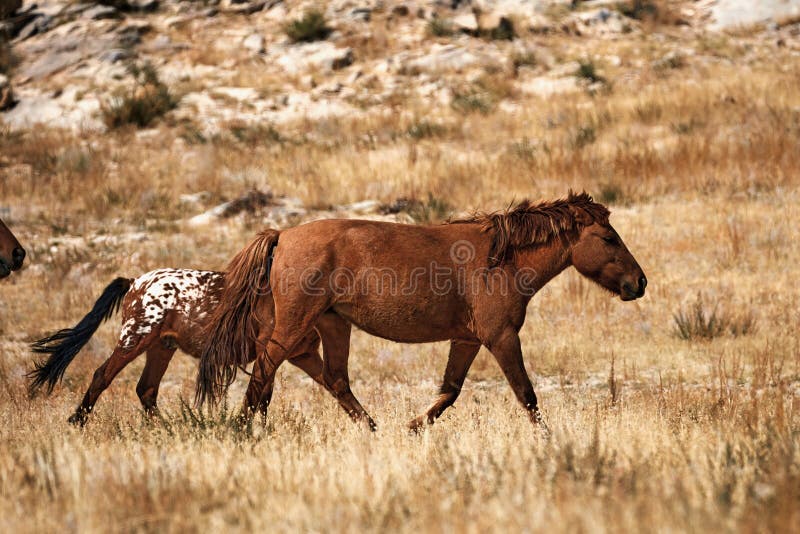 Mongolian horse in Mongolian steppe. Symbol of nomadic life. Mongolian horse in Mongolian steppe. Symbol of nomadic life.