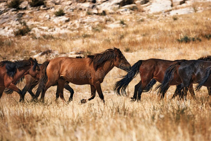 Mongolian horse in Mongolian steppe. Symbol of nomadic life. Mongolian horse in Mongolian steppe. Symbol of nomadic life.