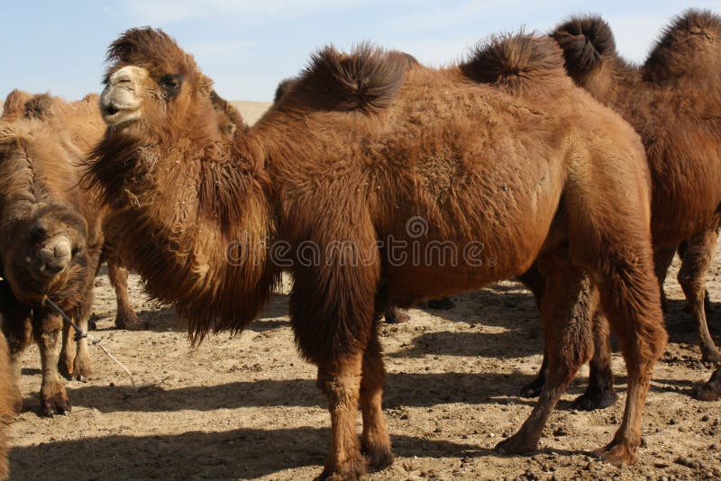 Mongolian bactrian camels in the solitary Gobi desert, Umnugovi province, South Mongolia. The two-hump camels are typical in the country. The animals are closely related to the nomads each day. Mongolian bactrian camels in the solitary Gobi desert, Umnugovi province, South Mongolia. The two-hump camels are typical in the country. The animals are closely related to the nomads each day.