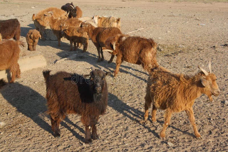 Mongolian cashmere goats in the desolate valley in Atar sum, Tuv Mongolia. The goats may provide the very good quality wool for the warm clothing. The Mongolian goats freely roam in the steppes. Mongolian cashmere goats in the desolate valley in Atar sum, Tuv Mongolia. The goats may provide the very good quality wool for the warm clothing. The Mongolian goats freely roam in the steppes.