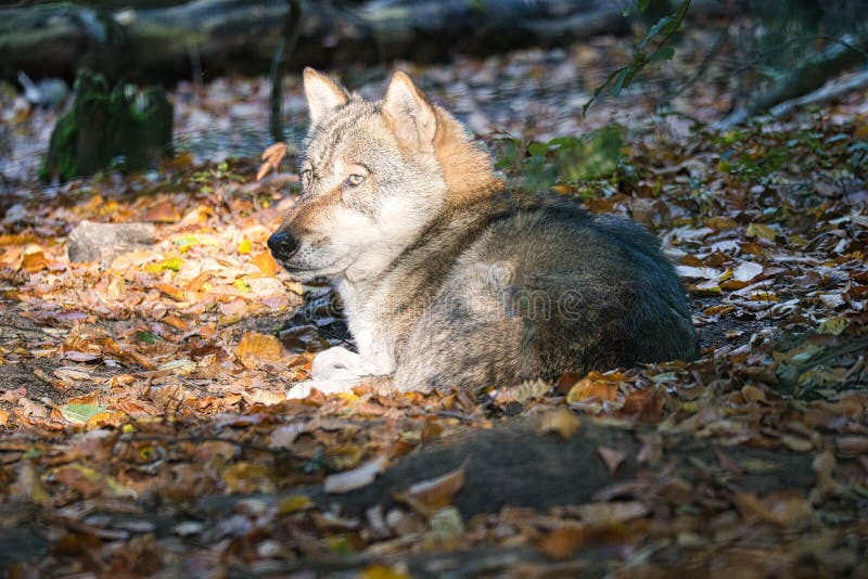 mongolian wolf in a deciduous forest in close up. relaxed animals that are nice to watch. mongolian wolf in a deciduous forest in close up. relaxed animals that are nice to watch