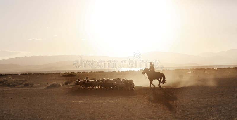 Mongolian boy drove herd of sheeps