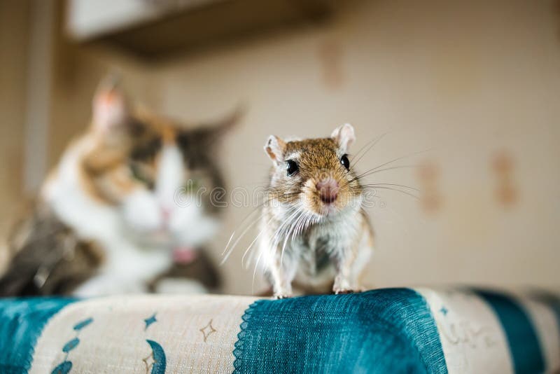 Mongolian gerbil mouse and the cat on background. Concepts of prey, food, pest, interrelation, help, danger