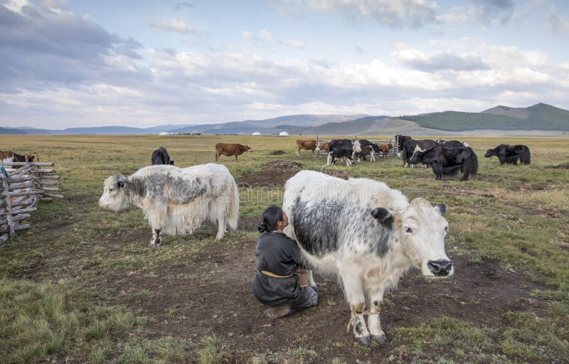 Mongolian woman milking a cow