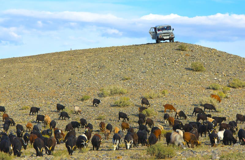 Mongolian shepherds on SUV