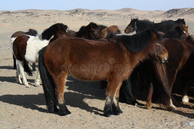 Mongolian Takhi horses Mongolian Takhi horses (Przewalski) in the silence of the Chuun Bogd valley, Gobi Desert, Umnugovi province, Mongolia. The horses truly finds freedom to roam anywhere in the vast deserts. They eat dried bushes in the surroundings. Mongolian Takhi horses Mongolian Takhi horses (Przewalski) in the silence of the Chuun Bogd valley, Gobi Desert, Umnugovi province, Mongolia. The horses truly finds freedom to roam anywhere in the vast deserts. They eat dried bushes in the surroundings.