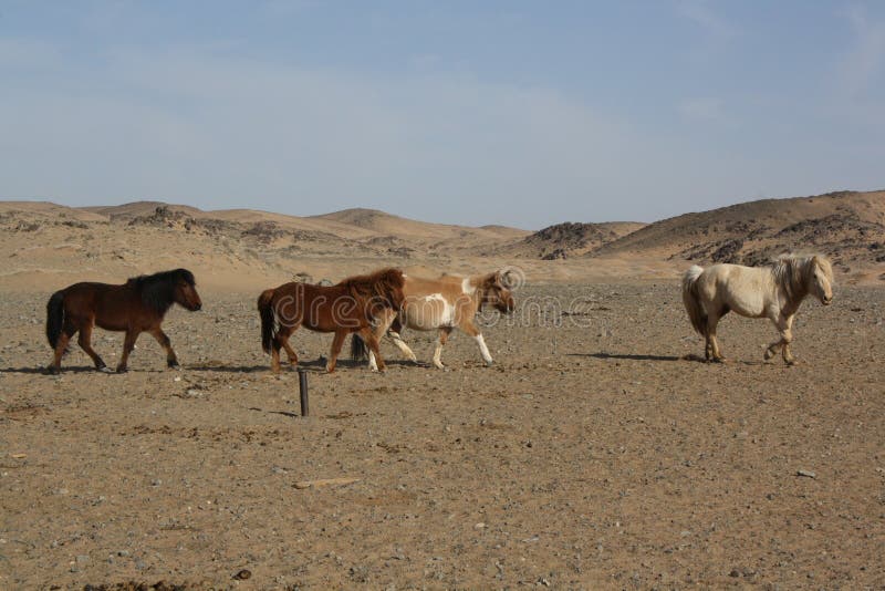 Mongolian Takhi (Przewalski) horses in the largely tranquil desert, Gobi in Umnugovi province, Mongolia. The Mongolian horses freely roam in the vast and barren deserts. They eat dried bushes around the regions. Mongolian Takhi (Przewalski) horses in the largely tranquil desert, Gobi in Umnugovi province, Mongolia. The Mongolian horses freely roam in the vast and barren deserts. They eat dried bushes around the regions.