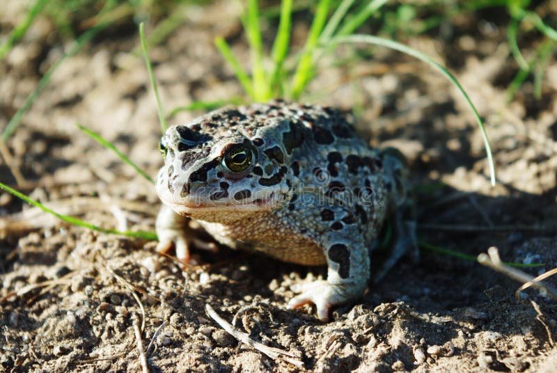 Mongolo rospo ()  contro naturale.