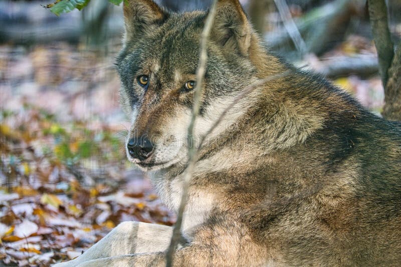 Mongolian Wolf in a Deciduous Forest in Close Up Stock Image - Image of  fearful, outdoor: 233167121