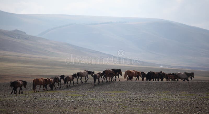 Mongolischer Hund stockfoto. Bild von hund, berge, berg 27364268