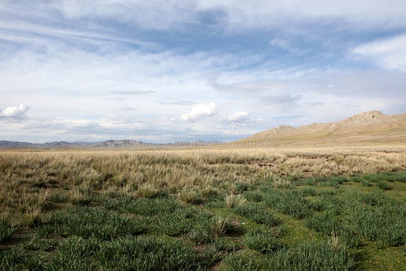 Mongolischer Hund stockfoto. Bild von hund, berge, berg 27364268