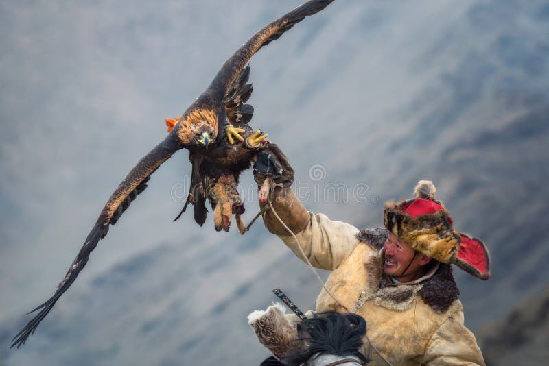 Mongolia, Golden Eagle Festival.Hunter On Horse With A Magnificent Golden Eagle, Spreading His Wings And Holding Its Prey.Hunter On Horseback, A Traditional Kind Of Mongolian Hunting. Bayan-Ulgii, Mongolia - October 01, 2017: Golden Eagle Festival. Smiling Mongolian Hunter In Traditional Clothes Riding On Horse, Holds On The Raised Hand Of The Magnificent Golden Eagle With Prey. Mongolia, Golden Eagle Festival.Hunter On Horse With A Magnificent Golden Eagle, Spreading His Wings And Holding Its Prey.Hunter On Horseback, A Traditional Kind Of Mongolian Hunting. Bayan-Ulgii, Mongolia - October 01, 2017: Golden Eagle Festival. Smiling Mongolian Hunter In Traditional Clothes Riding On Horse, Holds On The Raised Hand Of The Magnificent Golden Eagle With Prey.