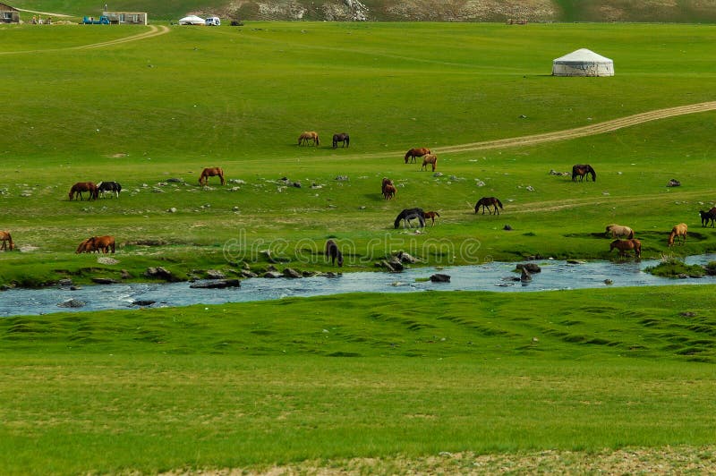 Typical mongolian landscape and steppe with horses and yurt. Typical mongolian landscape and steppe with horses and yurt