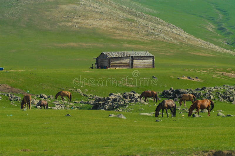 Typical mongolian landscape and steppe with horses and yurt. Typical mongolian landscape and steppe with horses and yurt