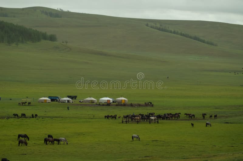 Typical mongolian landscape and steppe with horses and yurt. Typical mongolian landscape and steppe with horses and yurt