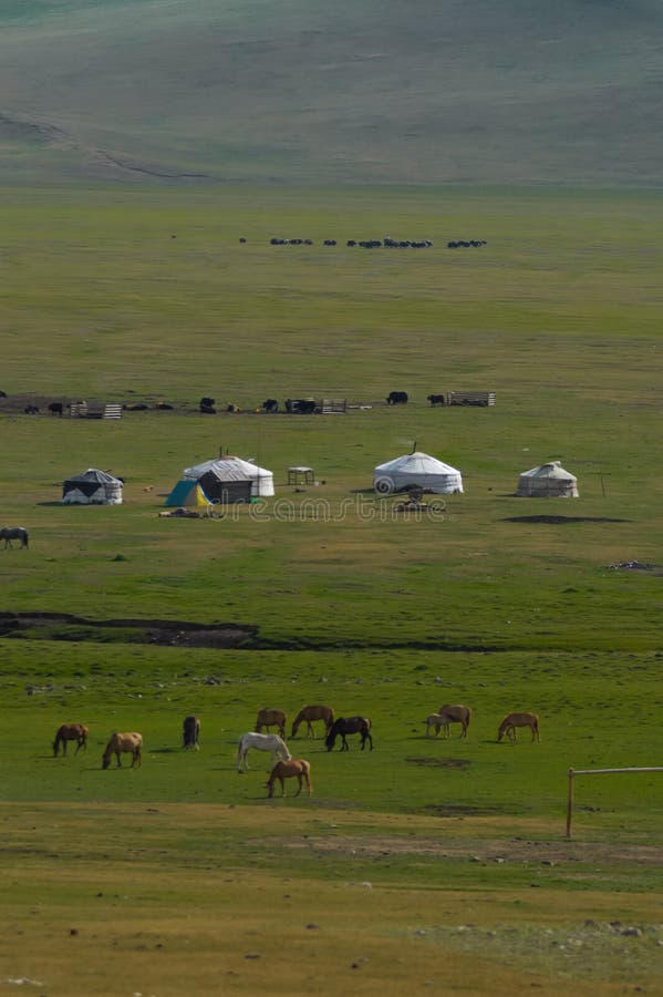 Typical mongolian landscape and steppe with horses and yurt. Typical mongolian landscape and steppe with horses and yurt