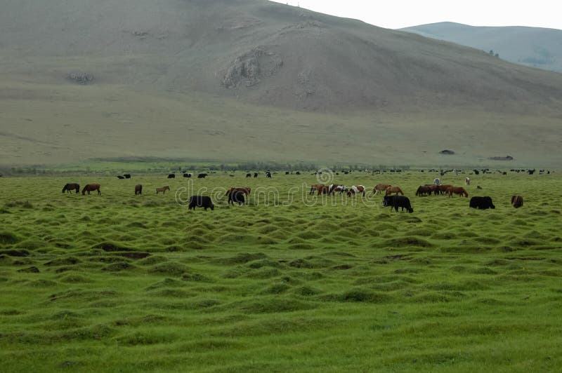 Typical mongolian landscape and steppe with yaks and yurt. Typical mongolian landscape and steppe with yaks and yurt