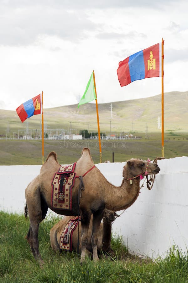 Camels at a wrestling festival with Mongolian flags above. Camels at a wrestling festival with Mongolian flags above.