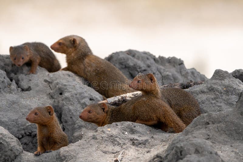 Mongoose family looks to the left, while climbing and hiding in a termite mound - Tarangire National Park