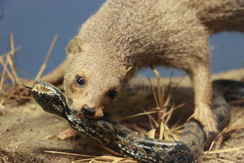 Mongoose