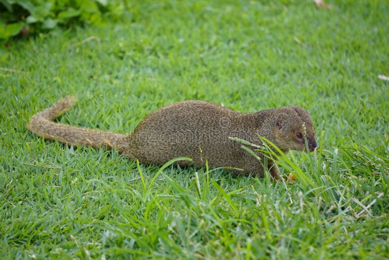 Mongoose stock image. Image of hawaii, tail, wildlife 169400971
