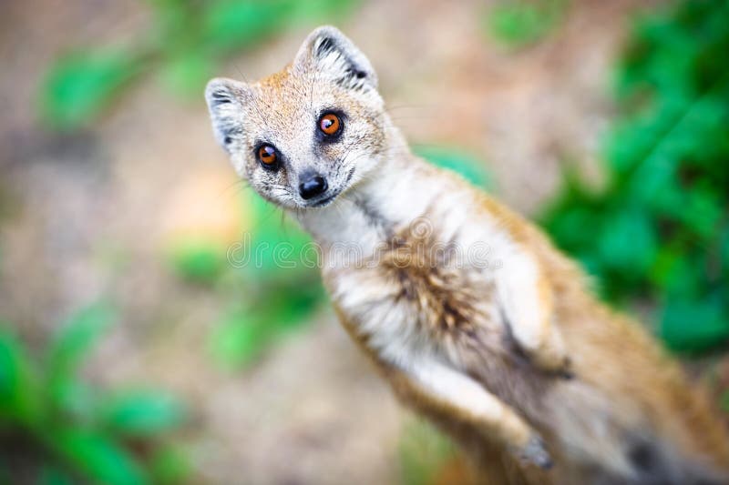 Angry Mongoose Stock Photos - Free & Royalty-Free Stock Photos from Dreamstime Angry Mongoose Stock Photos - Free & Royalty-Free Stock Photos from Dreamstime