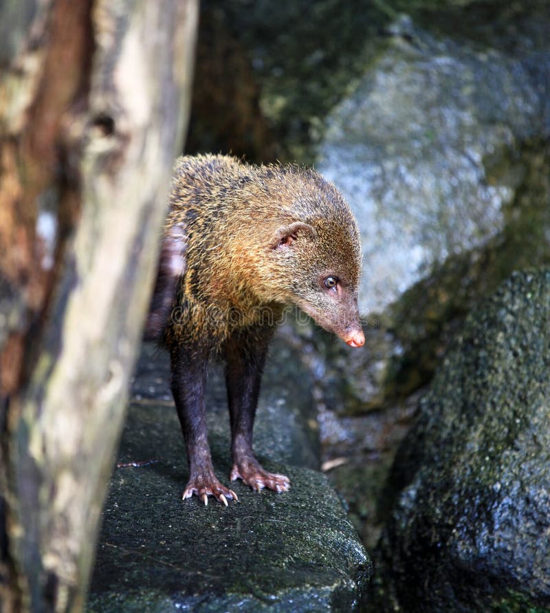 Sobre el animales y plantas en Malasia.