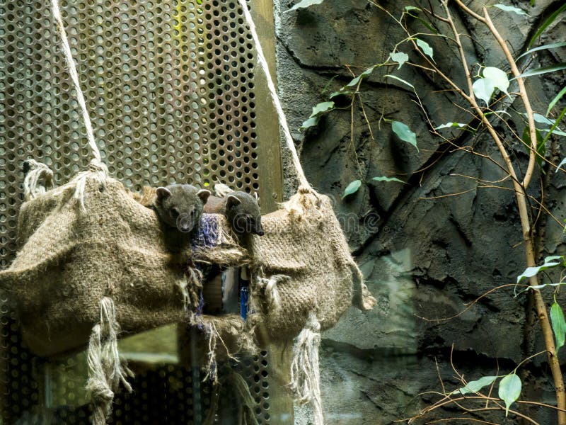 Mongoose in Zoological Gardens and Aquarium in Berlin Germany. The Berlin Zoo is the most visited zoo in Europe