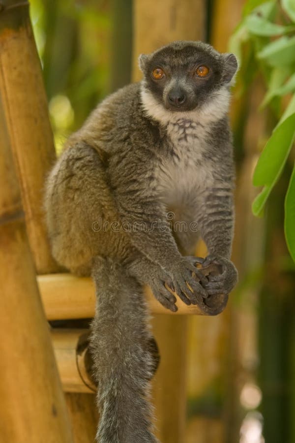 Wild Mongoose Lemur in Madagascar. Wild Mongoose Lemur in Madagascar