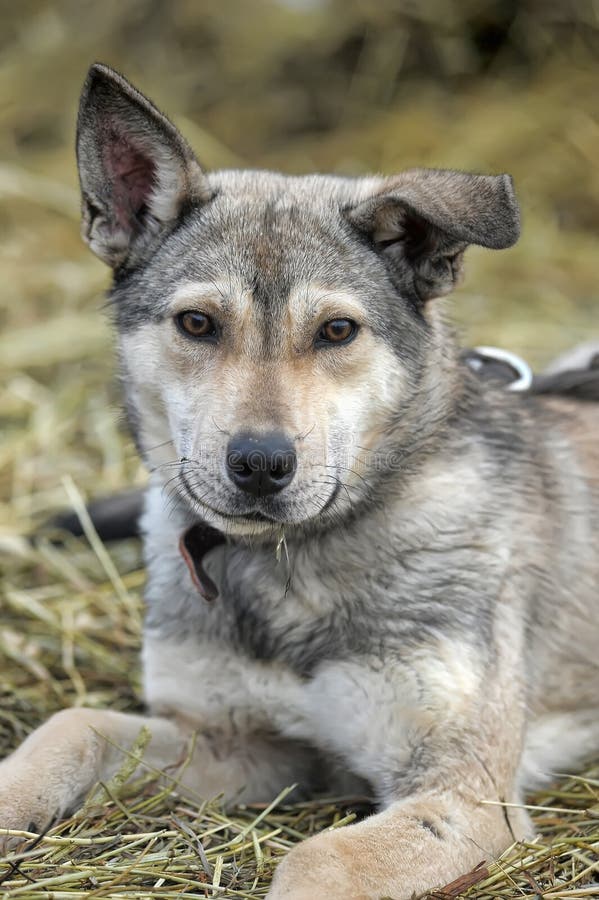 Wolf Mongrel Dog in the Green Grass Stock Image - Image of family ...