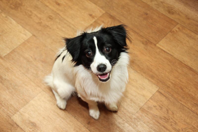 Mongrel Dog Sitting on Brown Laminate Stock Photo Image of camera