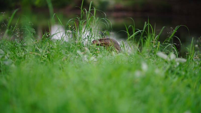 Moniteur d'eau asiatique partiellement caché dans l'herbe près d'un plan d'eau banque de vidéos