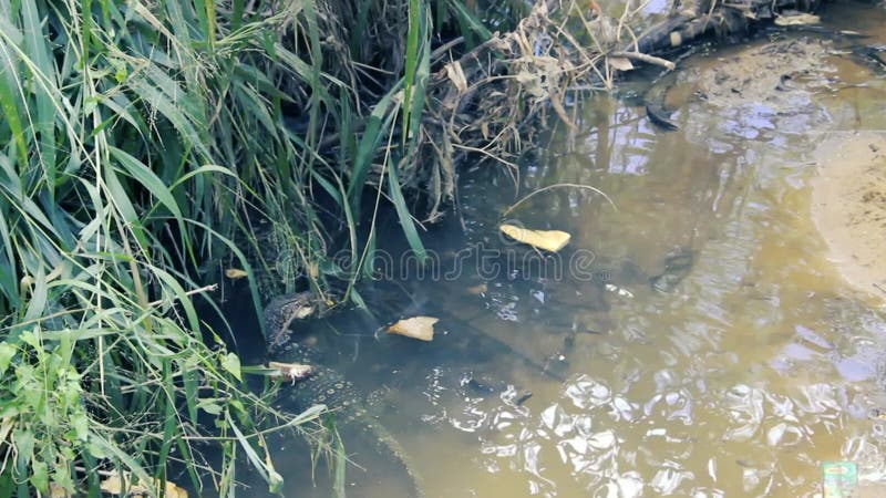 Moniteur d'eau asiatique clips vidéos