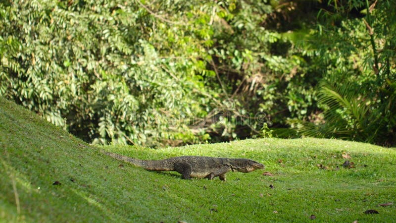 Moniteur d'eau asiatique salvateur de varanus de lézard marchant sur la pelouse verte dans le parc. grand prédateur de la faune sa banque de vidéos
