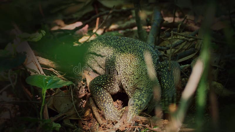 Moniteur d'eau asiatique- Varanus de salvator moniteur d'eau commun également, grand lézard natif de varanid vers l'Asie du sud e clips vidéos
