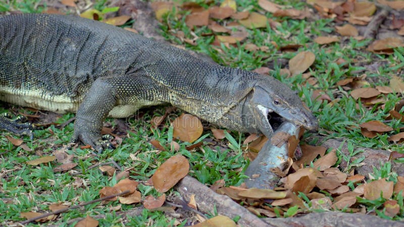 Moniteur d'eau asiatique varanus salvator tient dans les dents catfish pris dans sa bouche mange et avale la proie. le banque de vidéos