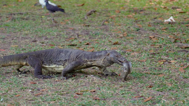 Moniteur d'eau asiatique varanus salvator tient dans les dents proie dans l'embouchure d'un poisson-chat capturé banque de vidéos