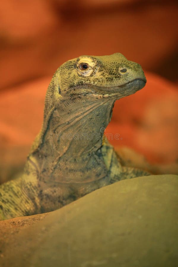 Monitor lizard stock image. Image of stone, mouth, green 10810449
