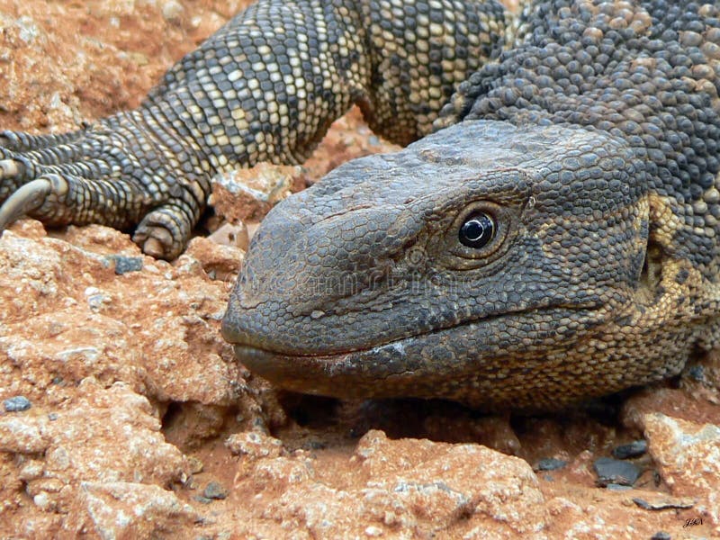 Monitor Lizard stock photo. Image of bake, savannah, african 13433404