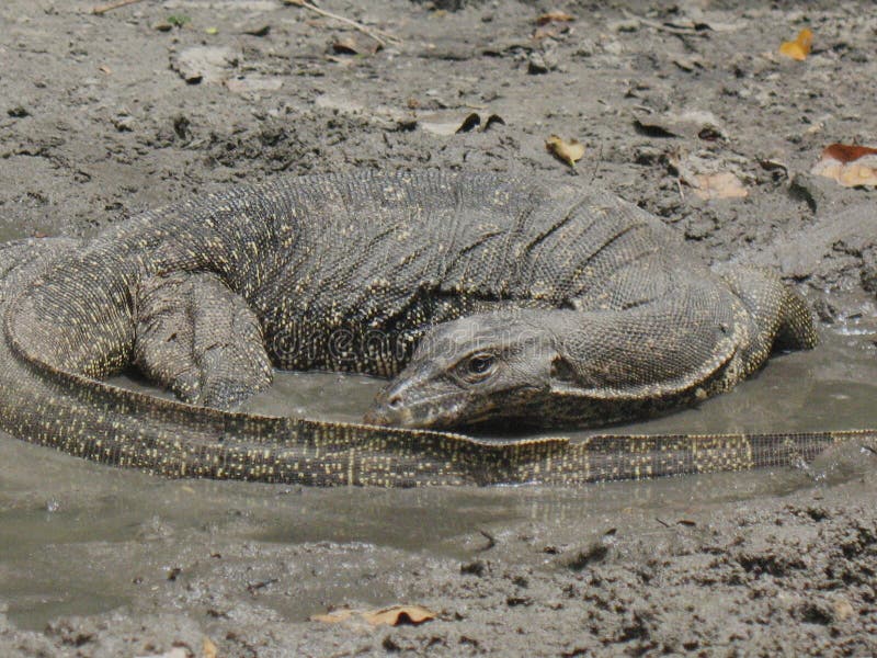 Monitor Lizard stock photo. Image of teeth, carnivores 23921016