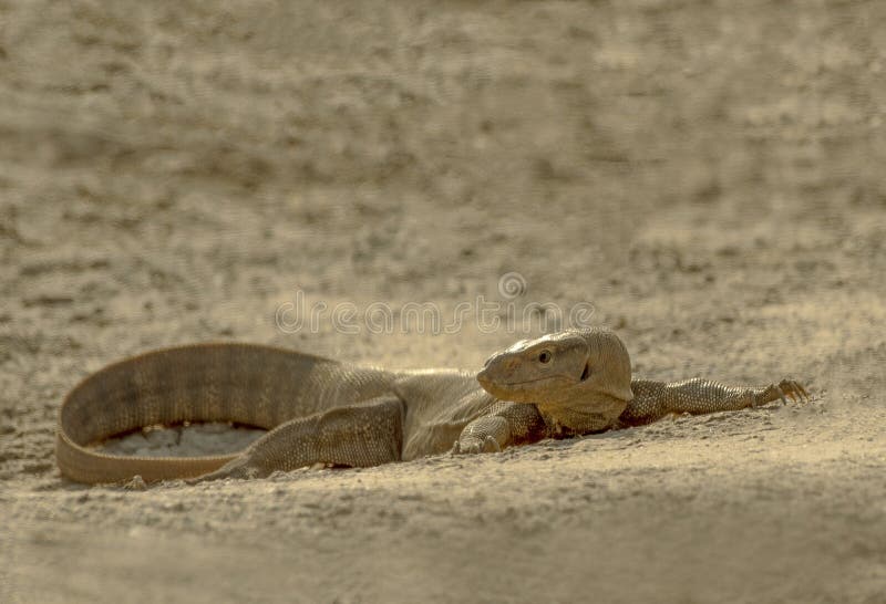Monitor Lizard or Varanus is Called Goh in Pakistan and India Stock Image -  Image of varanus, native: 218786873