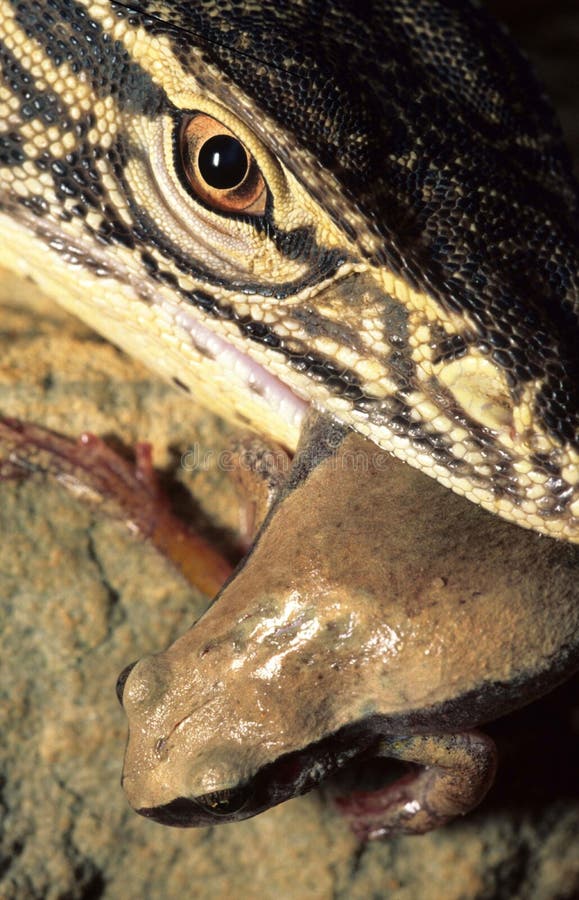 Monitor lizard eating stock image. Image of lizards, frog 12543775