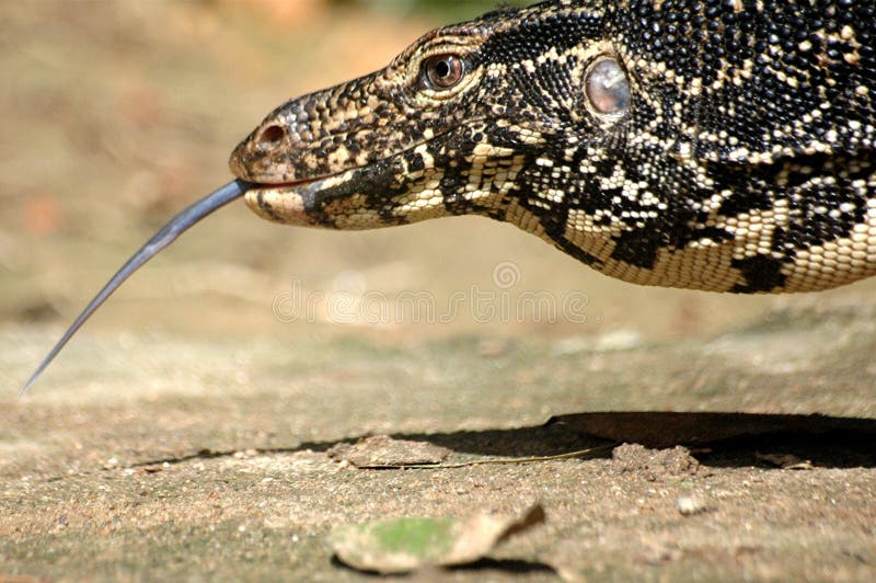 Monitor Lizard with his tongue