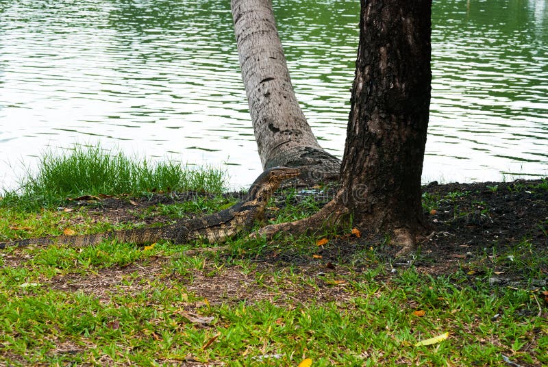 185 Monitor Lizard Lumphini Park Stock Photos Free & RoyaltyFree