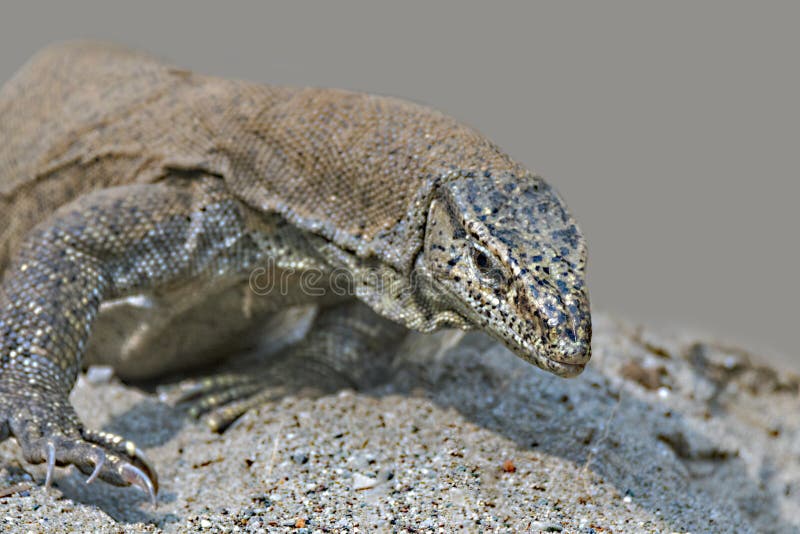 Monitor Lizard Perching On Forest Floor In Search Of Prey Stock