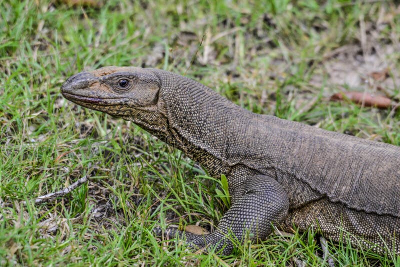 Monitor Lizard in Savanah in Sri Lanka Island Stock Photo - Image of green,  giant: 230006518