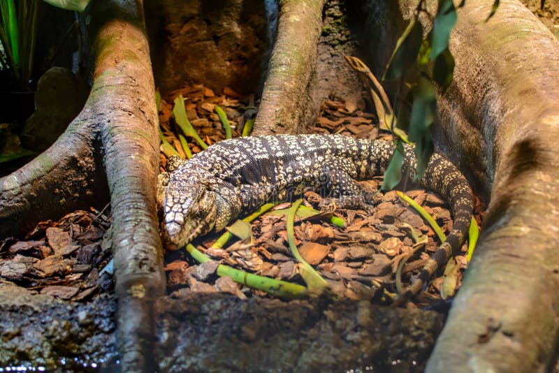 Monitor lizard sleeping at the tree roots.