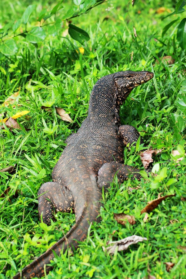 Monitor Lizard in Sri Lanka Stock Photo  Image of grass, lanka 69097172