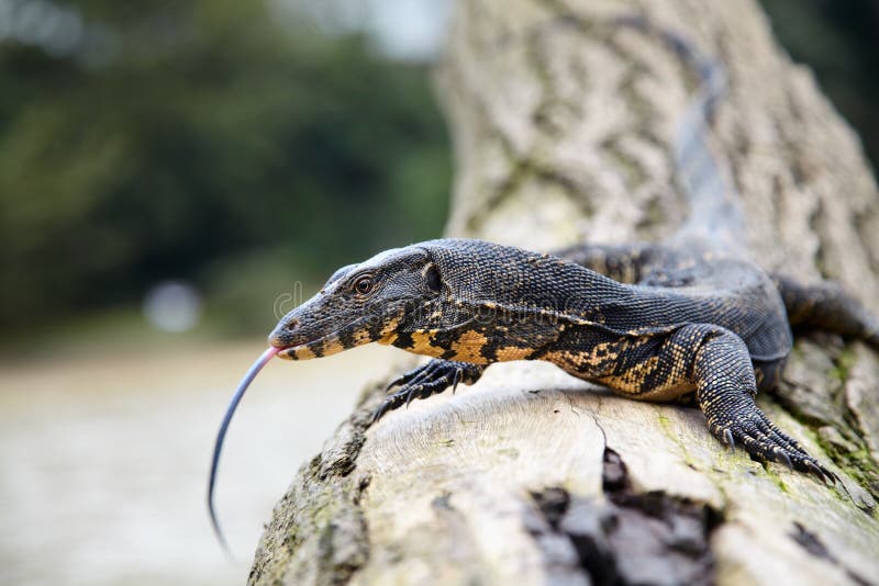 Monitor lizard on tree trunk stock image
